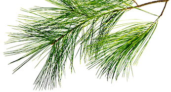 pine needles background